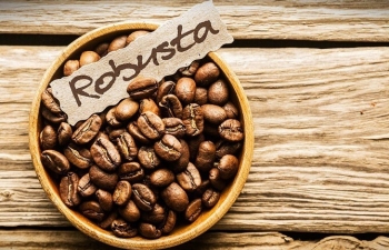 Giá Robusta thiết lập mức đỉnh mới trong 30 năm