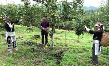 Lào Cai: Triển khai hiệu quả chương trình giảm nghèo bền vững giúp Bát Xát chuyển mình