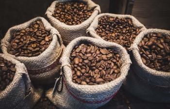 Lý do nào giá cà phê liên tục phá vỡ các kỷ lục?