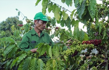 Giá cà phê mới nhất ngày 15/4/2024: Cà phê trong nước liên tục tăng nóng, đạt mức 111.400 đồng/kg