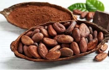 Giá ca cao tiếp tục lập đỉnh mới