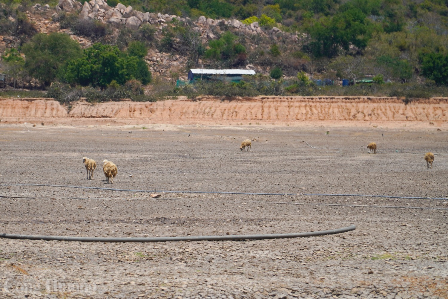 Tận thấy hồ thủy lợi ở Ninh Thuận cạn trơ đáy Tận thấy hồ thủy lợi ở Ninh Thuận cạn trơ đáy