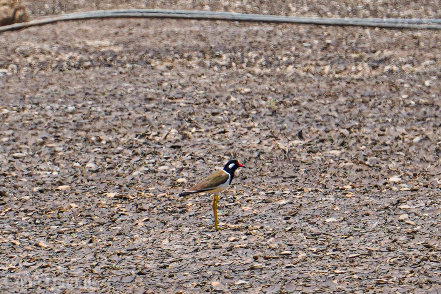 Tận thấy hồ thủy lợi ở Ninh Thuận cạn trơ đáy Tận thấy hồ thủy lợi ở Ninh Thuận cạn trơ đáy