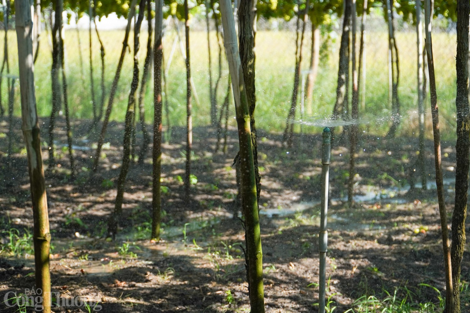 Bài cuối: Điểm sáng mô hình sản xuất hiệu quả với nắng nóng Bài cuối: Điểm sáng mô hình sản xuất hiệu quả với nắng nóng