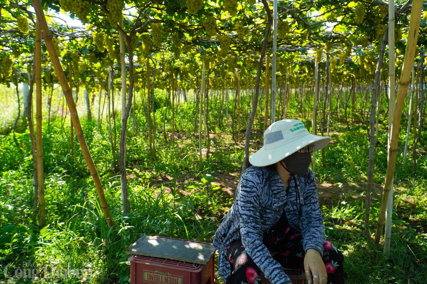 Bài cuối: Điểm sáng mô hình sản xuất hiệu quả với nắng nóng Bài cuối: Điểm sáng mô hình sản xuất hiệu quả với nắng nóng