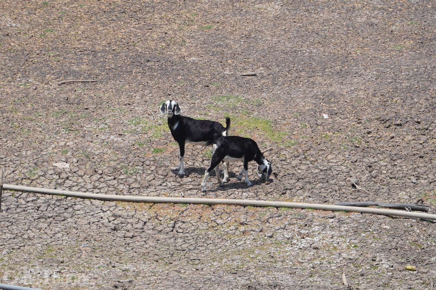 Tận thấy hồ thủy lợi ở Ninh Thuận cạn trơ đáy Tận thấy hồ thủy lợi ở Ninh Thuận cạn trơ đáy