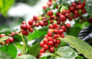 Giá cà phê mới nhất ngày 19/4/2024: Cà phê trong nước tăng như vũ bão, cao nhất 122.200 đồng/kg