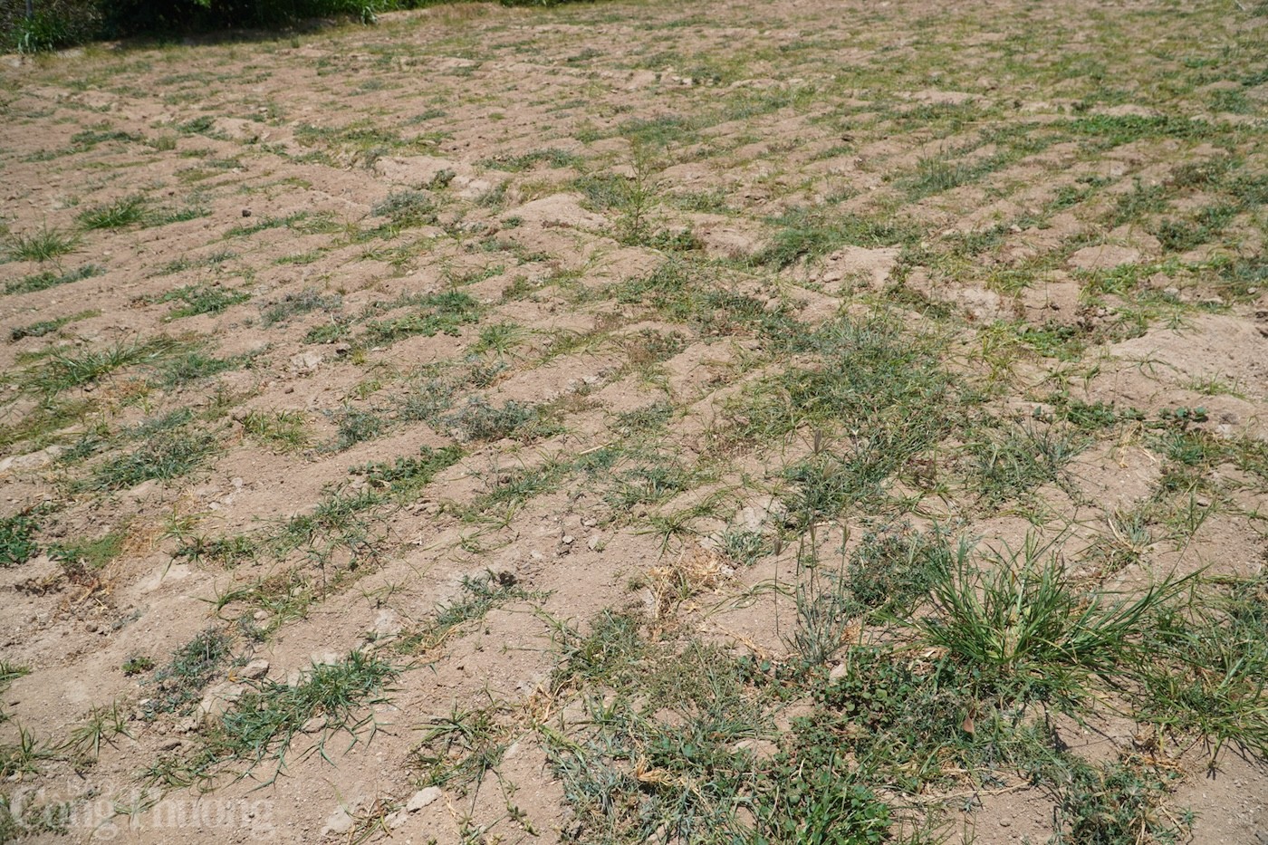 Bài 1: Hạn hán "đe doạ" Ninh Thuận Bài 1: Hạn hán "đe doạ" Ninh Thuận