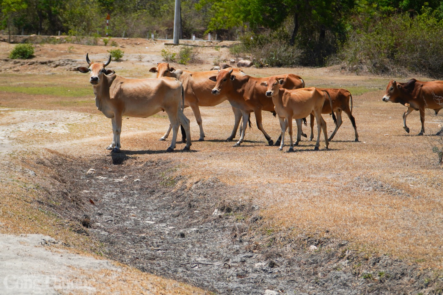 Bài 2: Khẩn trương ứng phó hạn hán, xâm nhập mặn Bài 2: Khẩn trương ứng phó hạn hán, xâm nhập mặn