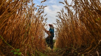 Lý do khiến an ninh lương thực là ưu tiên hàng đầu của Trung Quốc