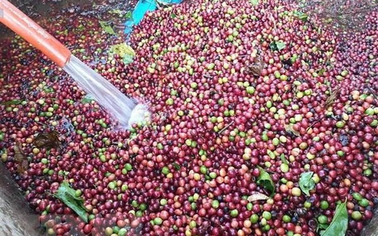 Giá cà phê Robusta và Arabica đồng loạt giảm, tại thị trường nội địa giá cà phê sắp vượt mốc 130.000 đồng Giá cà phê Robusta và Arabica đồng loạt giảm, tại thị trường nội địa giá cà phê sắp vượt mốc 130.000 đồng