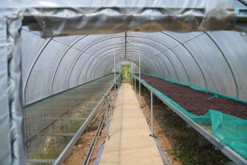 Giá cà phê hôm nay, 24/4/2024: Giá cà phê trong nước lên cao từng ngày