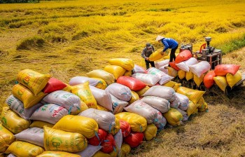 Xuất khẩu gạo toàn cầu năm 2025 dự báo đạt 56,3 triệu tấn