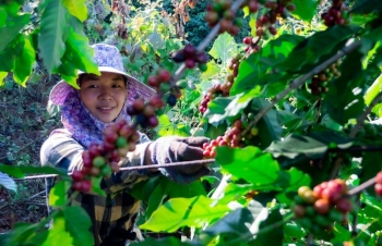 Giá cà phê mới nhất ngày 28/4/2024: Cà phê trong nước hạ nhiệt, cao nhất còn 131.700 đồng/kg