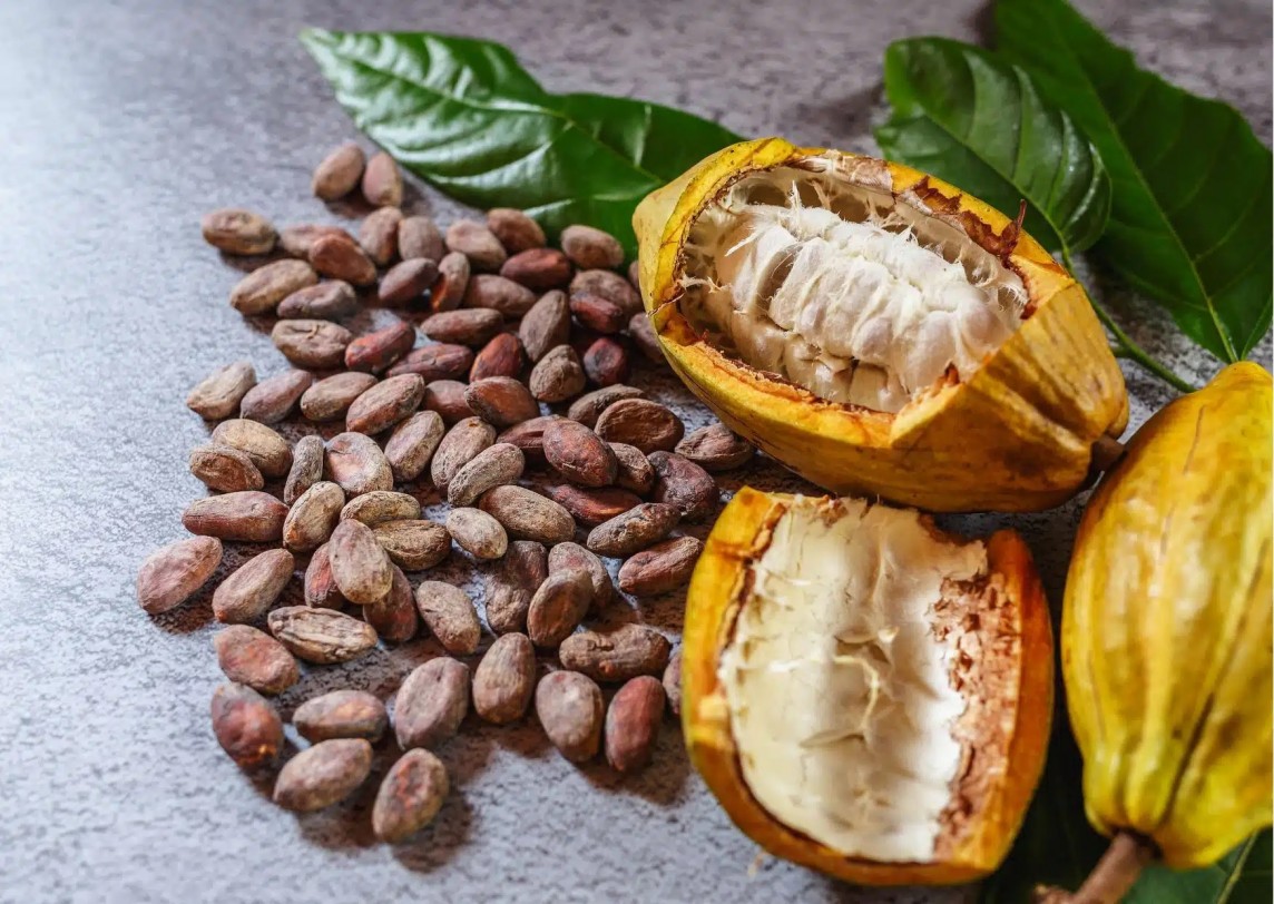 Cacao Cacao