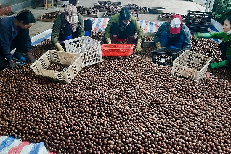 Cây mắc ca có giá trị kinh tế cao, mang lại nhiều lợi ích kinh tế cho người trồng Cây mắc ca có giá trị kinh tế cao, mang lại nhiều lợi ích kinh tế cho người trồng