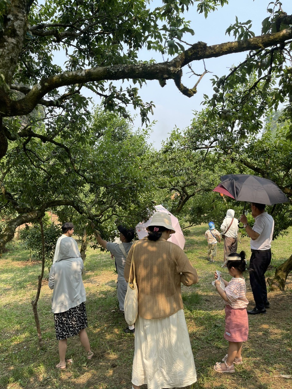 Mộc Châu: Các vườn mận tấp nập, đông nghẹt du khách Mộc Châu: Các vườn mận tấp nập, đông nghẹt du khách