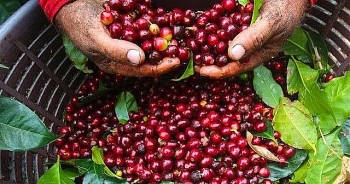 Yếu tố nào đẩy giá cà phê quay đầu giảm?