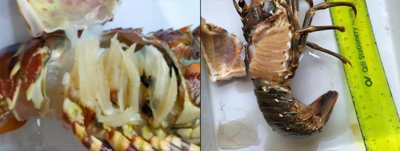 Tôm hùm bông bị đen mang ở Vạn Thạnh (A) và tôm hùm xanh có biểu hiện thiếu oxy (không bị đen mang) ở Vạn Hưng (B) Tôm hùm bông bị đen mang ở Vạn Thạnh (A) và tôm hùm xanh có biểu hiện thiếu oxy (không bị đen mang) ở Vạn Hưng (B)