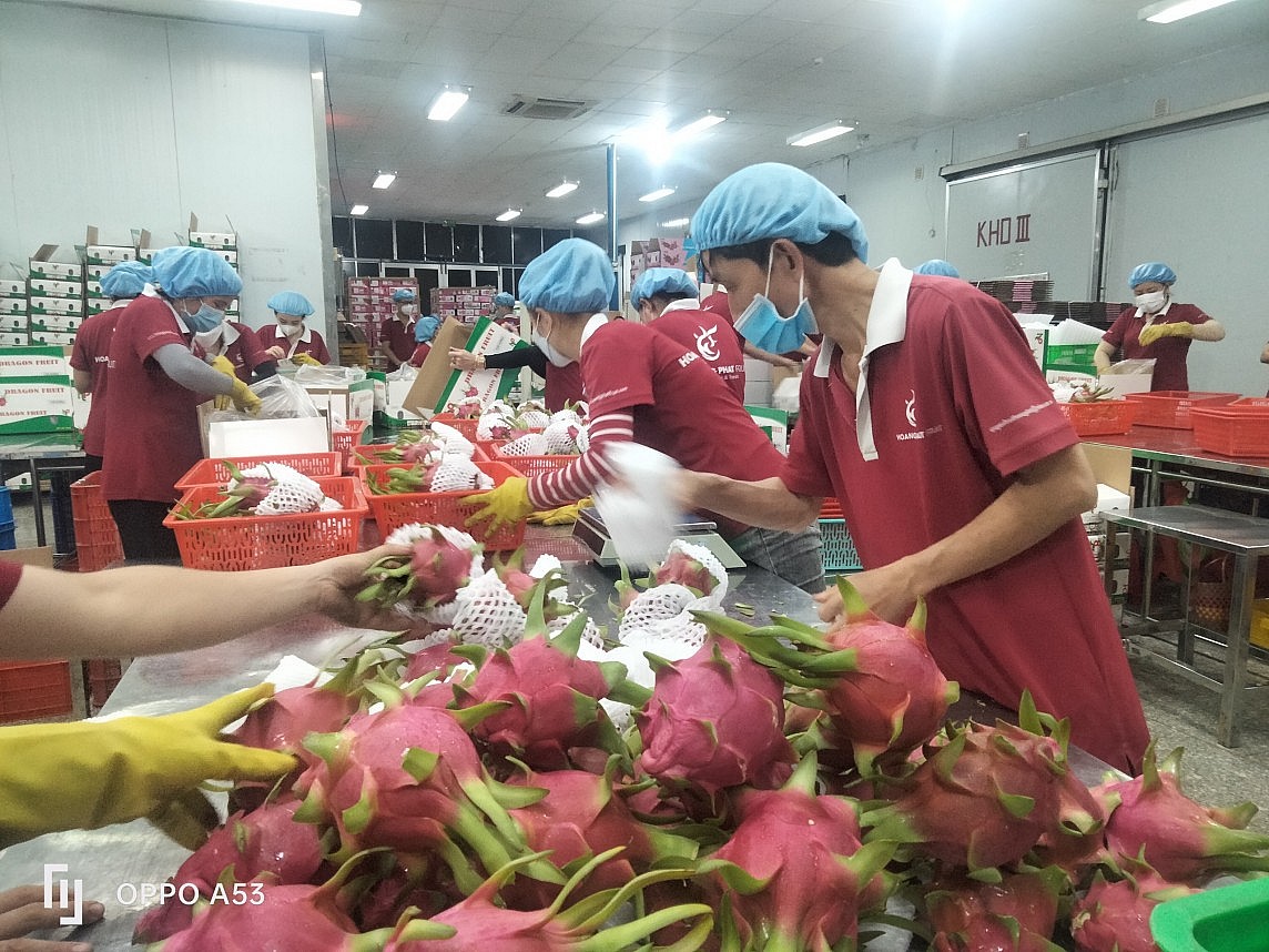 “Dừa sốt hơn vàng”, doanh nghiệp rau quả bước vào “cuộc chiến gay gắt” “Dừa sốt hơn vàng”, doanh nghiệp rau quả bước vào “cuộc chiến gay gắt”