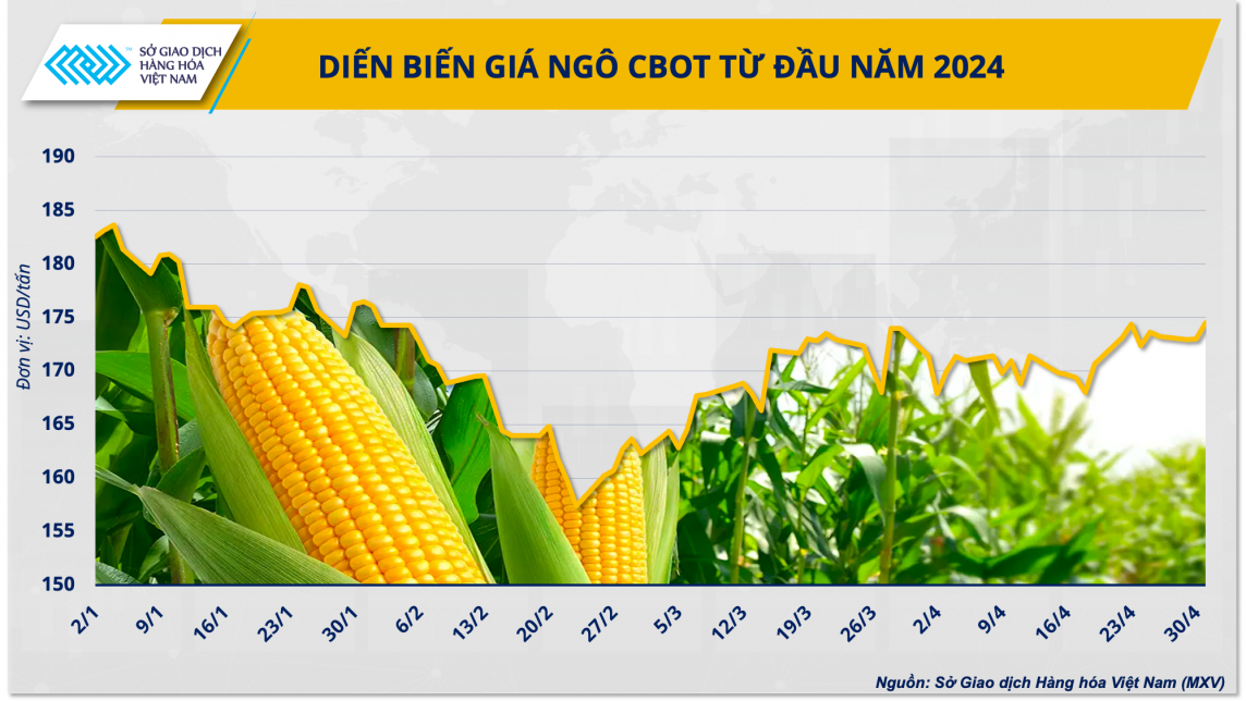 Diễn biến giá ngô CBOT từ đầu năm 2024 Diễn biến giá ngô CBOT từ đầu năm 2024