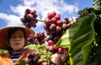 Giá cà phê mới nhất ngày 6/5/2024: Cà phê trong nước đồng loạt giảm sâu, cao nhất 101.500 đồng/kg