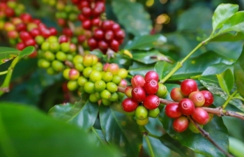Robusta tăng trở lại, đà giảm của giá cà phê liệu đã hết?