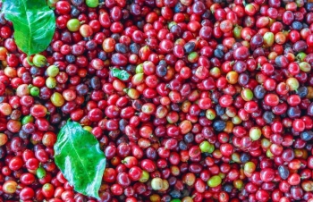 Giá cà phê mới nhất ngày 11/5/2024: Cà phê trong nước nối đà tăng 1.000 đồng/kg