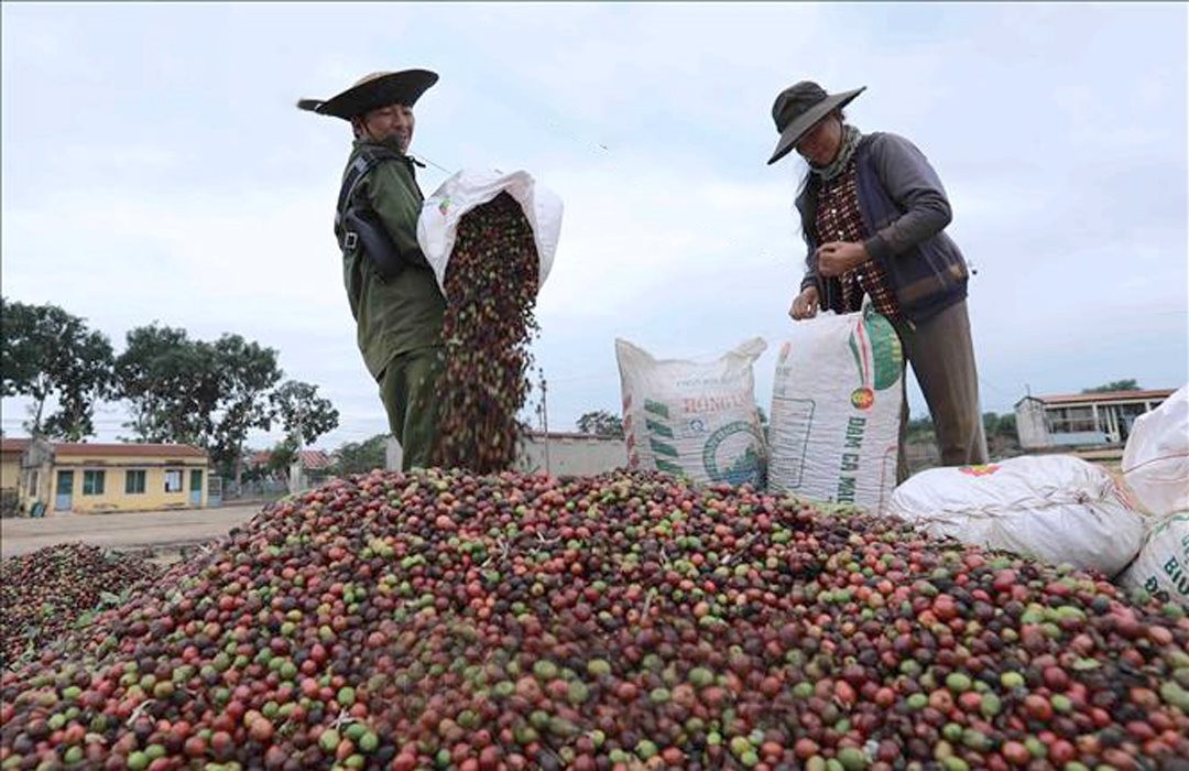 Giá cà phê xuất khẩu biến động, cà phê Robusta giằng co Giá cà phê xuất khẩu biến động, cà phê Robusta giằng co