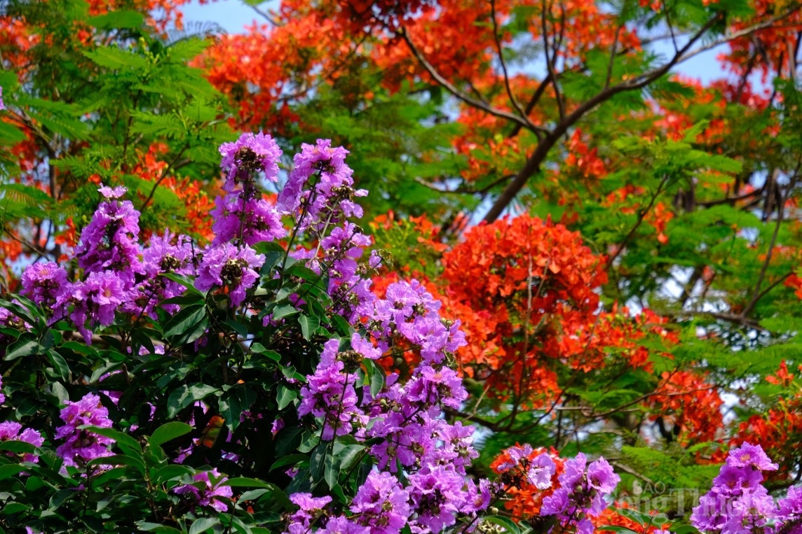 Lưu ngay những địa điểm checkin mùa bằng lăng tím trên phố phường Hà Nội