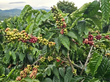 Dự báo giá cà phê ngày 14/5/2024: Giá cà phê có tiếp tục leo thang?