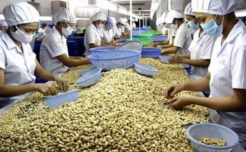 Xuất khẩu số 1 thế giới nhưng Việt Nam vẫn chi hàng tỷ đồng để nhập khẩu hạt điều
