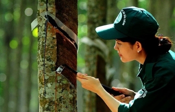 Giá cao su hôm nay 19/5/2024: Giá cao su thế giới tăng sốc, giá cao su trong nước 