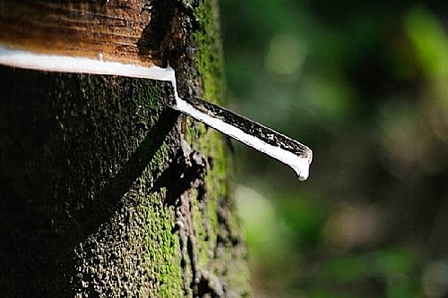 thị trường Sri Lanka bất ngờ tăng nhập khẩu cao su từ thị trường Việt Nam với mức tăng 435,7% về lượng và 530,5% về giá trị trong 5 tháng đầu năm thị trường Sri Lanka bất ngờ tăng nhập khẩu cao su từ thị trường Việt Nam với mức tăng 435,7% về lượng và 530,5% về giá trị trong 5 tháng đầu năm