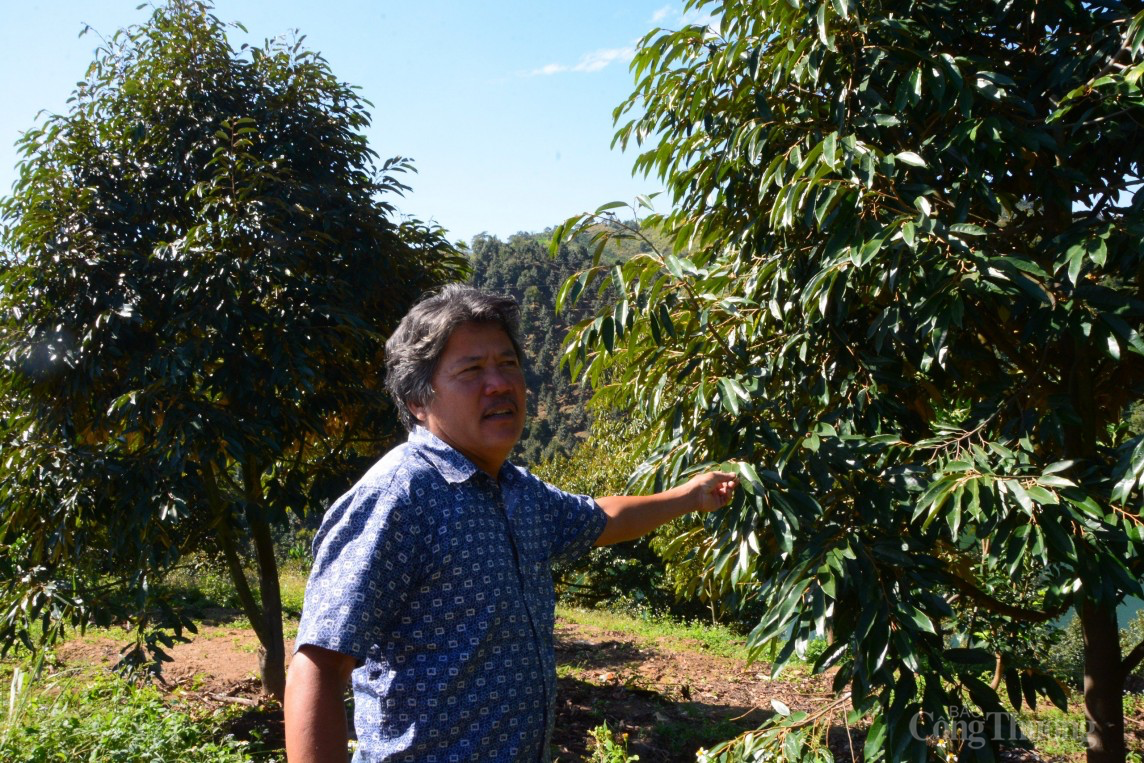 Huyện Đam Rông (Lâm Đồng) đề nghị sử dụng địa danh để đăng ký bảo hộ nhãn hiệu sầu riêng Huyện Đam Rông (Lâm Đồng) đề nghị sử dụng địa danh để đăng ký bảo hộ nhãn hiệu sầu riêng