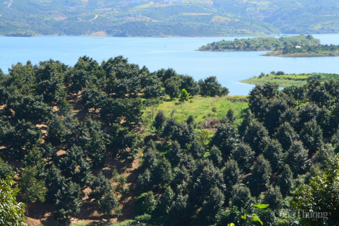 Huyện Đam Rông (Lâm Đồng) đề nghị sử dụng địa danh để đăng ký bảo hộ nhãn hiệu sầu riêng Huyện Đam Rông (Lâm Đồng) đề nghị sử dụng địa danh để đăng ký bảo hộ nhãn hiệu sầu riêng