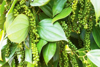 Dự báo giá tiêu ngày 20/5/2024: Sản lượng giảm, giá tiêu trong nước có tăng trở lại?