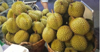 Dự báo giá sầu riêng ngày 20/5/2024: Giá sầu riêng có nối tiếp đà tăng?