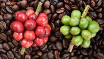 Dự báo giá cà phê ngày 21/5/2024: Giá cà phê bất ngờ giảm sốc?