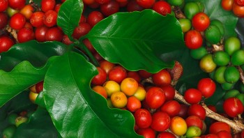 Dự báo giá cà phê ngày 23/5/2024: Giá cà phê tiếp đà tăng 'xô đổ' kỷ lục