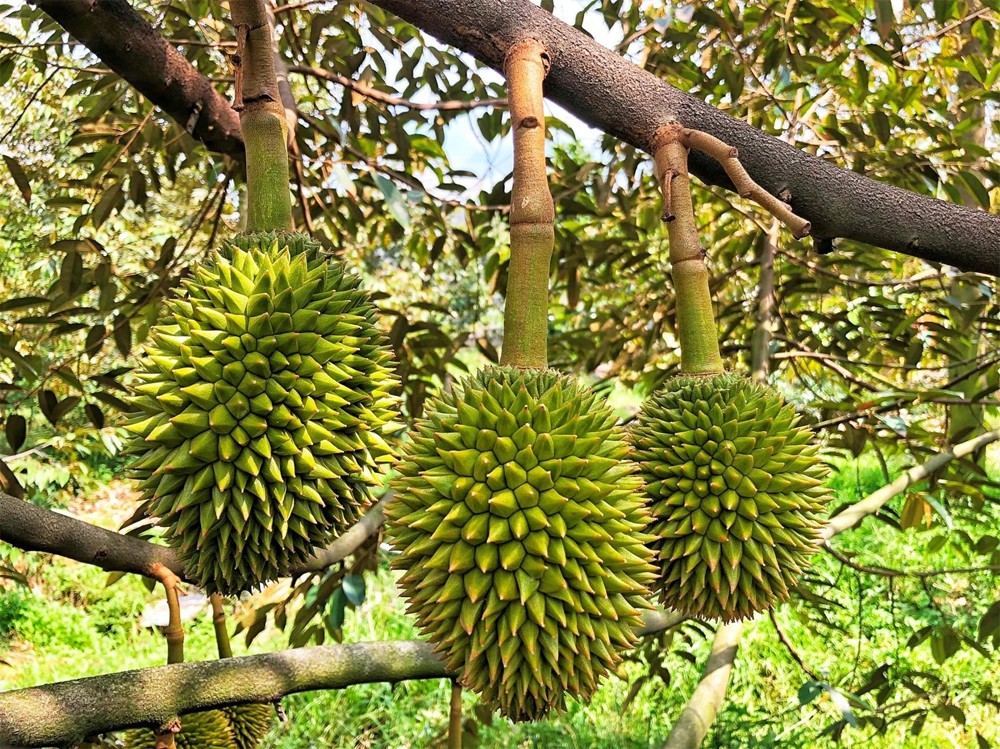 Dự báo giá sầu riêng ngày 24/5: Sầu Thái chững giá, sầu Ri6 cao nhất là bao nhiêu? Dự báo giá sầu riêng ngày 24/5: Sầu Thái chững giá, sầu Ri6 cao nhất là bao nhiêu?