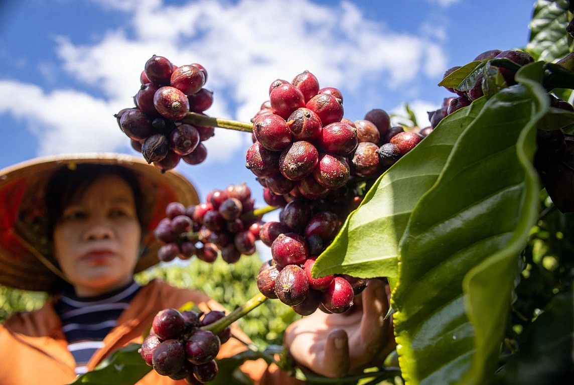 Thị trường cà phê trong nước Thị trường cà phê trong nước