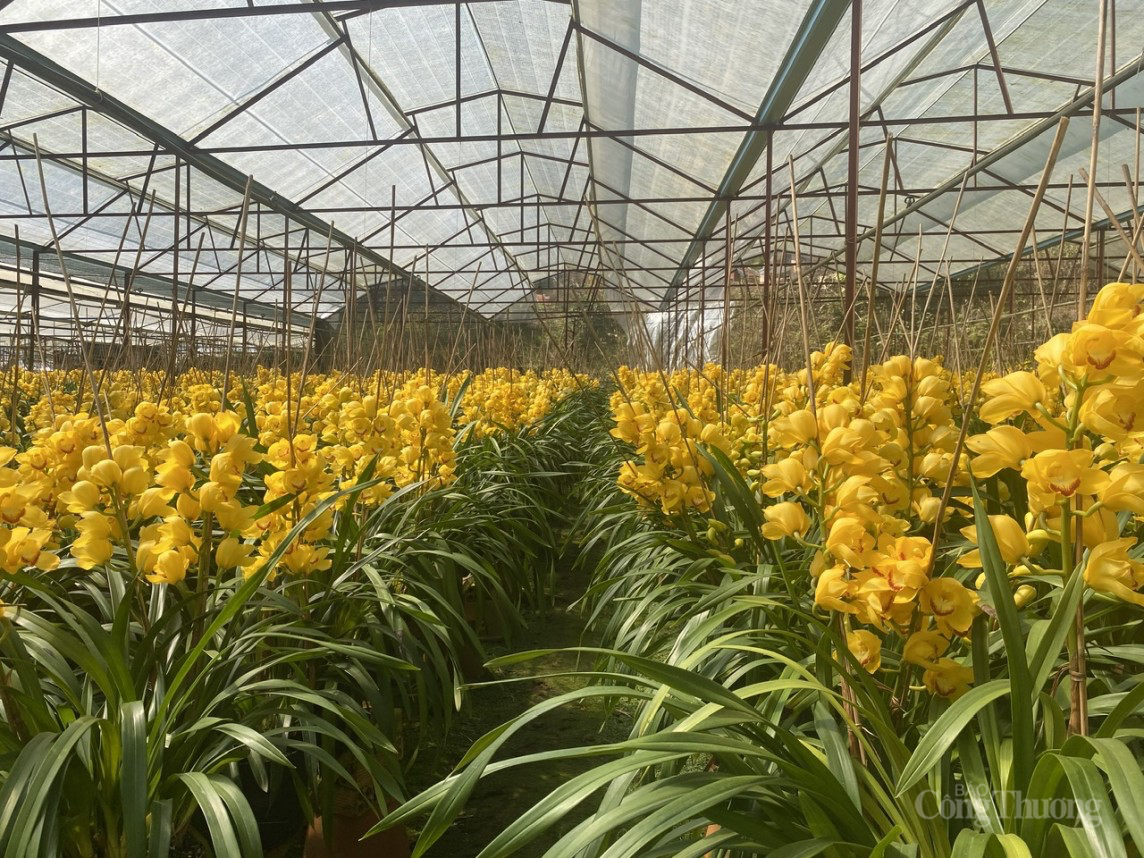 Thúc đẩy liên kết vùng Tây Nguyên (bài 1) – Cơ hội và thách thức Thúc đẩy liên kết vùng Tây Nguyên (bài 1) – Cơ hội và thách thức