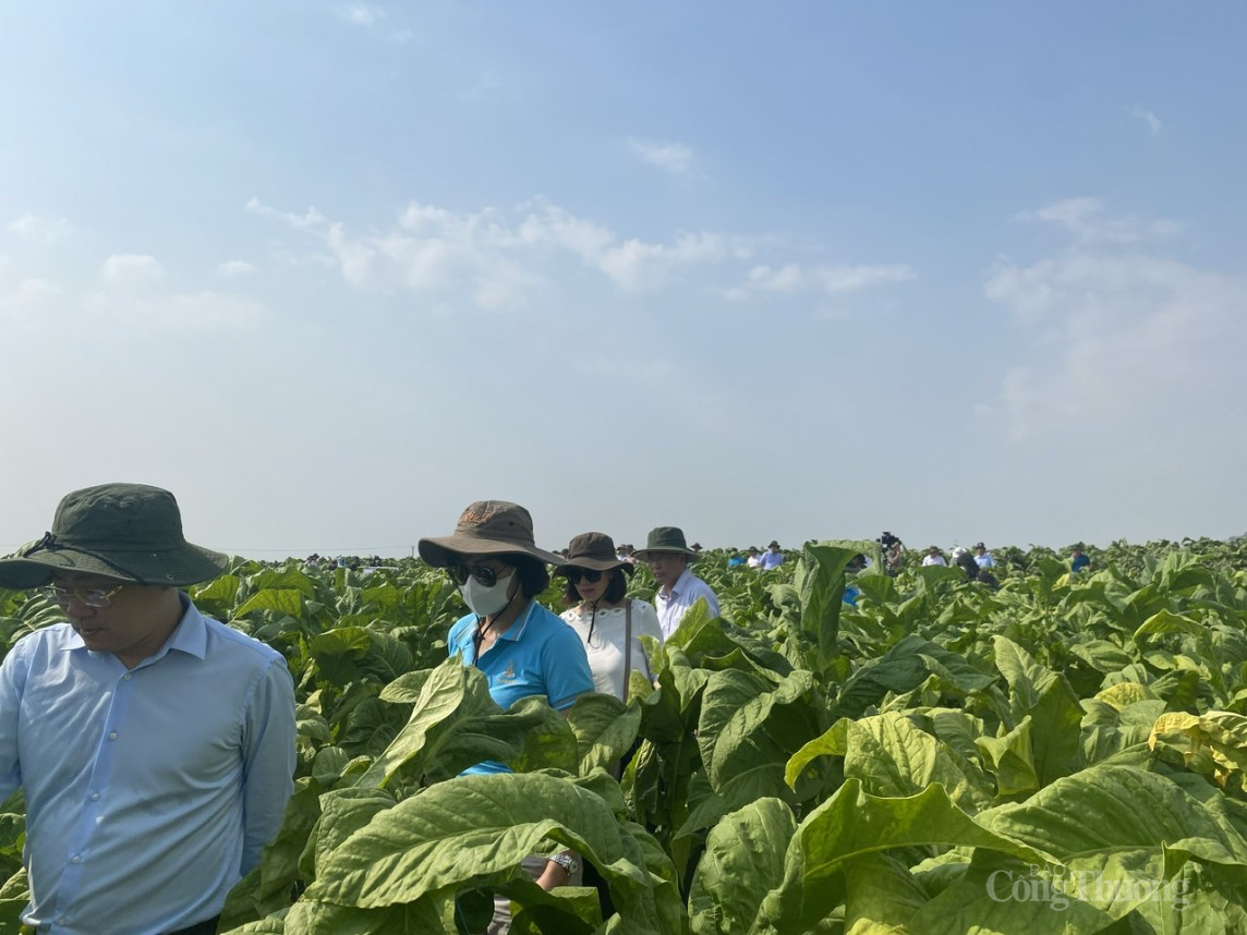 Thúc đẩy liên kết vùng Tây Nguyên (bài 1) – Cơ hội và thách thức Thúc đẩy liên kết vùng Tây Nguyên (bài 1) – Cơ hội và thách thức