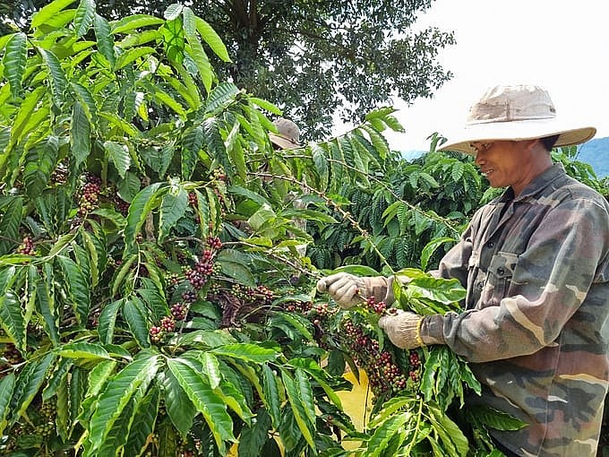Thị trường cà phê trong nước