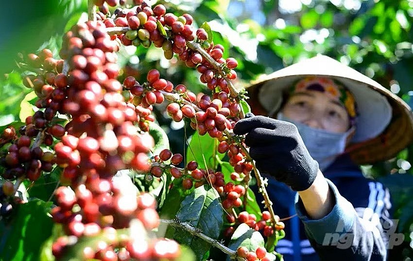 Thị trường cà phê trong nước Thị trường cà phê trong nước