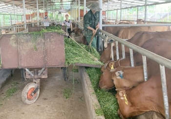 Lào Cai: Xây dựng vùng an toàn dịch bệnh, nâng cao giá trị sản phẩm