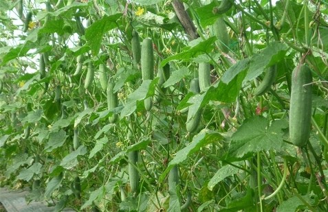 Giá nông sản hôm nay ngày 27/5: Giá tiêu đồng loạt chững lại; dưa leo có chiều hướng tăng nhẹ Giá nông sản hôm nay ngày 27/5: Giá tiêu đồng loạt chững lại; dưa leo có chiều hướng tăng nhẹ