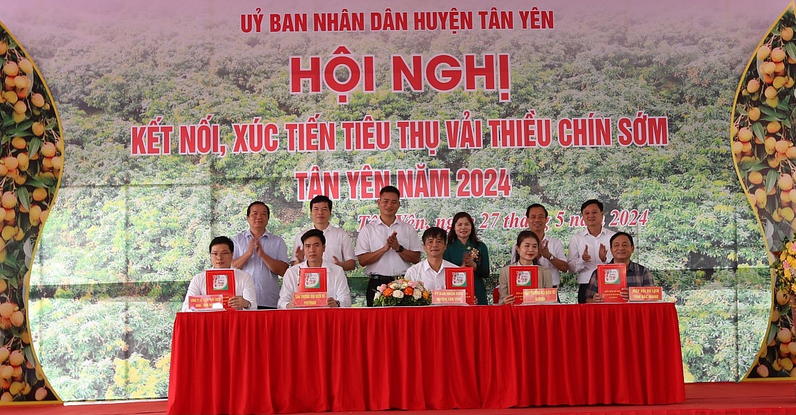 Bắc Giang: Xúc tiến tiêu thụ vải thiều chín sớm huyện Tân Yên Bắc Giang: Xúc tiến tiêu thụ vải thiều chín sớm huyện Tân Yên