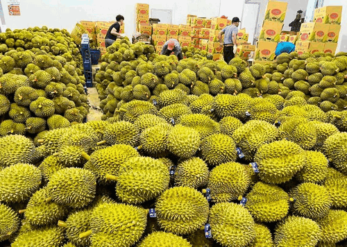 Dự báo giá sầu riêng ngày 29/5: